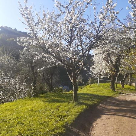 Quinta Dos Carvalhos The Wine House Farm In Center Of Lamego - Capital Of The Douro Villa Luaran gambar
