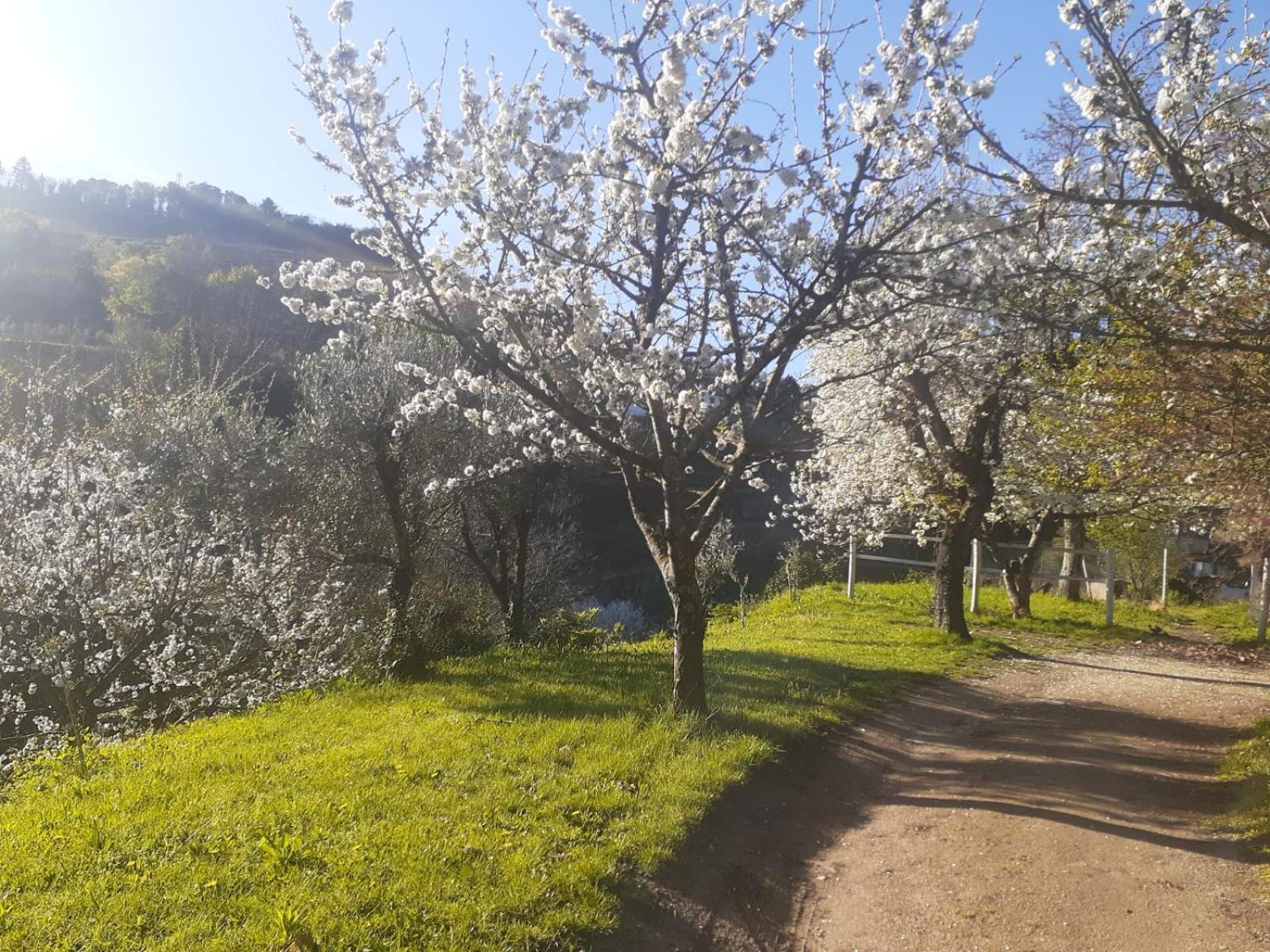Quinta Dos Carvalhos The Wine House Farm In Center Of Lamego - Capital Of The Douro Villa Luaran gambar