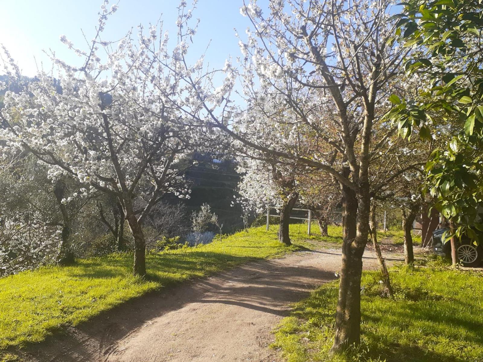 Quinta Dos Carvalhos The Wine House Farm In Center Of Lamego - Capital Of The Douro Villa Luaran gambar